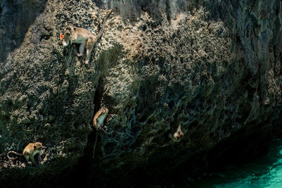 Monkeys on rock formation by sea