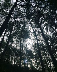 Low angle view of trees in forest