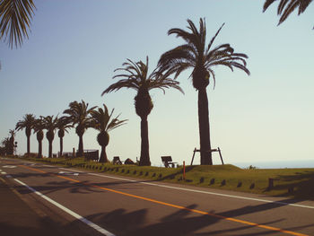 Palm trees by road against clear sky