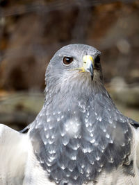 Close-up portrait of eagle