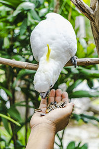 Cropped image of person holding bird against tree