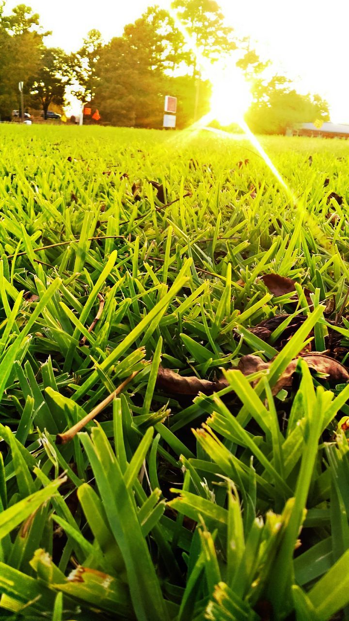 CLOSE-UP OF FRESH GREEN PLANTS IN SUNLIGHT