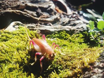 Plant growing on rock