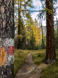 Trees in forest during autumn