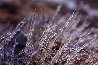 Frozen dry grass on field