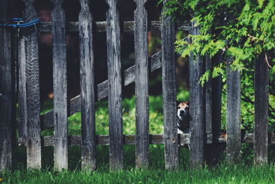 Dog stuck in fence in yard