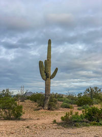 Bird perching on field