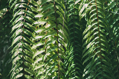 Close-up of palm tree