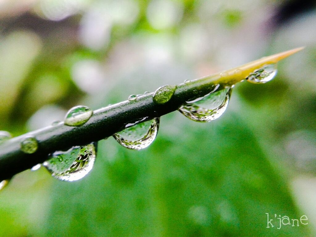 green color, close-up, focus on foreground, water, drop, wet, nature, selective focus, leaf, growth, plant, day, outdoors, no people, green, beauty in nature, grass, blade of grass, dew, twig