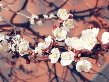 Close-up of white cherry blossom tree