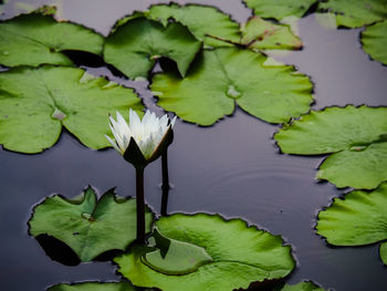 Close-up of lotus leaves floating on water in lake