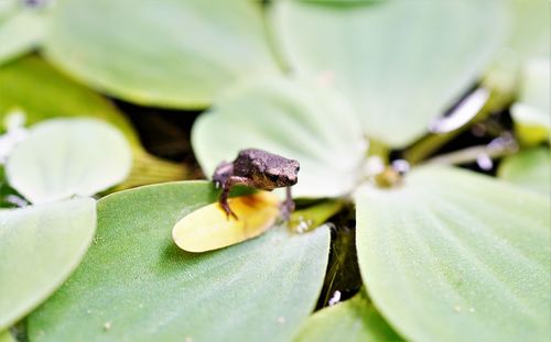 Close-up of tadpole frog on the water lettuce 