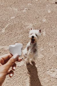 Cropped hand holding food by dog at beach on sunny day