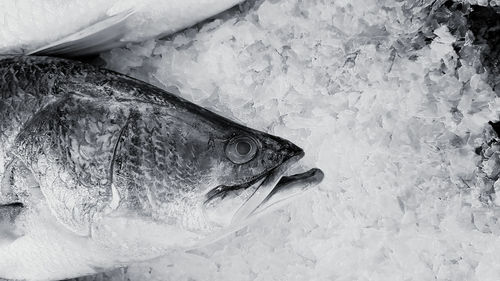 Close-up of fish for sale in market