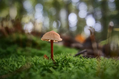 Close-up of mushroom on grass