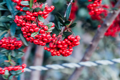 Close-up of red berries