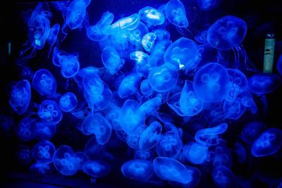 Close-up of jellyfish swimming in sea