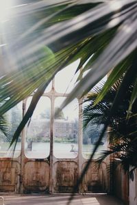 Low angle view of palm trees