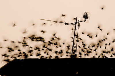 Low angle view of birds perching on cable against sky