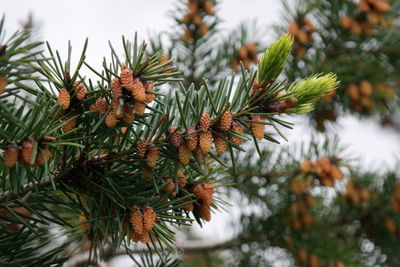 Spruce branch in spring