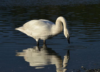 Close-up of swan in lake