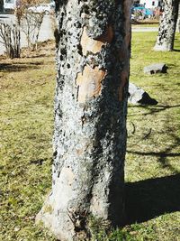 Close-up of tree trunk on field