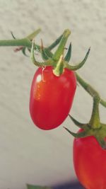 Close-up of red tomatoes