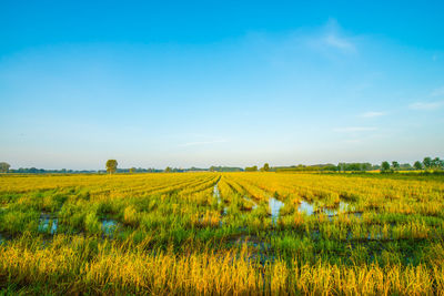 Scenic view of field against blue sky