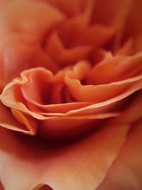 Macro shot of rose