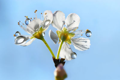 Close-up of white flowering plant against clear sky