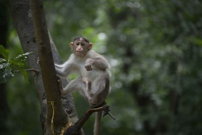 Monkey sitting on tree in forest