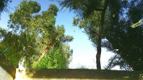 Trees against sky