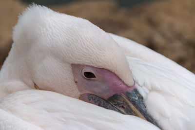 Close-up of white bird