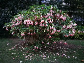 Pink flowers growing outdoors