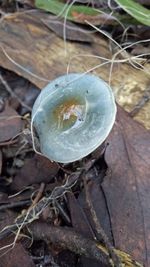 High angle view of shells on ground