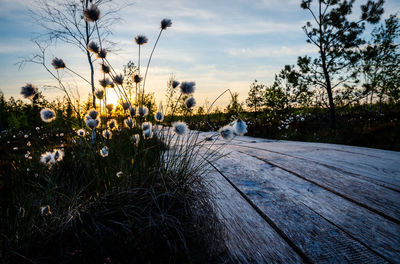 Plants growing on field against sky during sunset