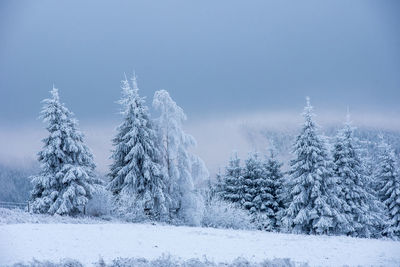 Snow covered pine trees against sky