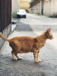 Cat standing on street