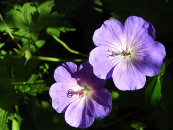 Close-up of purple flowering plant