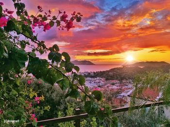 Scenic view of orange flowering plants against sky during sunset