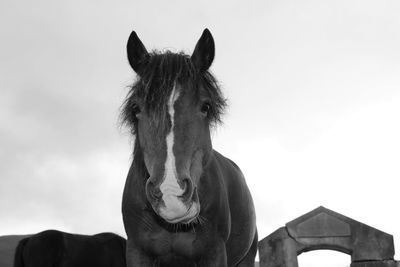 Man standing on horse against sky