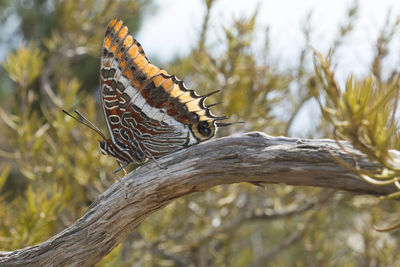 Low angle view of butterfly perching on branch