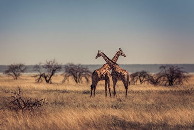 Scenic view of two giraffes against savannah