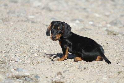 Black dog sitting on land