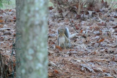 Close-up of birds on a field