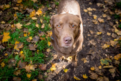 Close-up portrait of a dog on autumn leaves