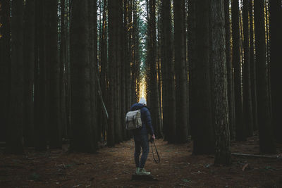 Rear view of hiker standing in forest