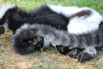 Close-up of two cats lying on field