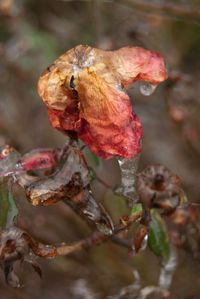 Close up of a plant