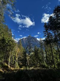 Panoramic view of trees against sky